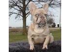 French Bulldog Puppy for sale in Flora, IN, USA