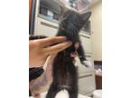 Adopt Wesker a Domestic Shorthair / Mixed (short coat) cat in Corpus Christi