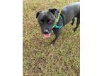 Adopt CRUZ a Black - with White Mixed Breed (Medium) / Mixed dog in
