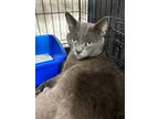Adopt Echo a Russian Blue / Mixed (short coat) cat in Corpus Christi