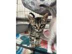 Adopt Chorda a Domestic Shorthair / Mixed (short coat) cat in Corpus Christi
