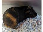 Adopt LUCKY a Black Guinea Pig / Mixed small animal in Maryland Heights