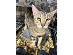 Adopt Savannah a Domestic Shorthair / Mixed (short coat) cat in Corpus Christi