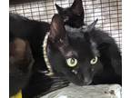 Adopt Dr. Pepper a Domestic Shorthair / Mixed (short coat) cat in Corpus