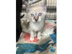 Adopt Jae a Domestic Shorthair / Mixed (short coat) cat in Corpus Christi