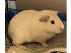 Adopt HONEY a Tan or Beige Guinea Pig / Mixed small animal in Boston