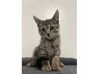 Adopt Oinkers a Domestic Shorthair / Mixed (short coat) cat in Corpus Christi