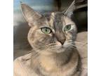 Adopt BELLA a Tortoiseshell Domestic Shorthair / Mixed (short coat) cat in Los