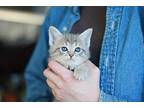 Neville Domestic Shorthair Kitten Male