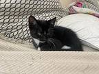 Tinky Winky Domestic Shorthair Kitten Male