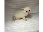 Bilbo Domestic Shorthair Kitten Male