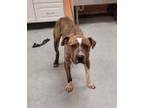 Adopt MOE a Brindle - with White Boxer / American Staffordshire Terrier / Mixed