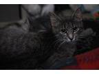 Dobby Domestic Shorthair Young Female