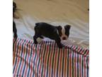 Boston Terrier Puppy for sale in Peoria, AZ, USA