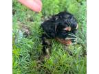 Cavapoo Puppy for sale in Lowell, MI, USA