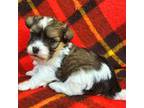 Havanese Puppy for sale in Millersburg, IN, USA