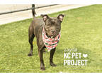 Zayda, American Pit Bull Terrier For Adoption In Kansas City, Missouri