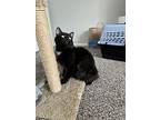 Cleo, Domestic Mediumhair For Adoption In Livonia, Michigan