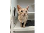 Apricot, Domestic Shorthair For Adoption In Traverse City, Michigan