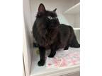Fluffy Kitty, Domestic Longhair For Adoption In Traverse City, Michigan