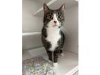 Dorothy, Domestic Shorthair For Adoption In Traverse City, Michigan