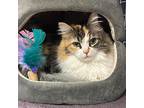 Annabelle, Calico For Adoption In Crystal Lake, Illinois