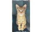 Kevin, Domestic Shorthair For Adoption In Arlington, Texas