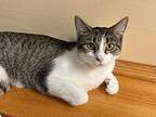 Gwen, Domestic Shorthair For Adoption In Crystal Lake, Illinois
