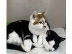 Rip *bonded To Beth*, Domestic Shorthair For Adoption In Chilliwack