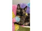 Pistachio, Domestic Shorthair For Adoption In Picayune, Mississippi