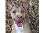 Fiona, Terrier (unknown Type, Medium) For Adoption In Anniston, Alabama