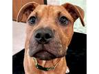 Coche, Terrier (unknown Type, Medium) For Adoption In Jefferson, Wisconsin