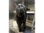 Jasmine, Domestic Shorthair For Adoption In Santa Rosa, California