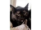 Kitten 25679 (valentina), Domestic Shorthair For Adoption In Parlier, California