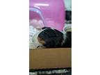 Patches, Guinea Pig For Adoption In Milpitas, California