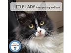 Little Lady, Domestic Longhair For Adoption In Cincinnati, Ohio