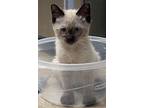 Parton, Siamese For Adoption In Goodyear, Arizona