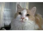 Patches, Domestic Longhair For Adoption In Escondido, California