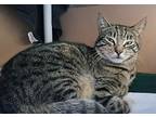 Crush - Maui Cat, Domestic Shorthair For Adoption In Milpitas, California