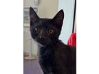 Frito, Domestic Shorthair For Adoption In Milpitas, California