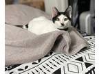 Tre, Domestic Shorthair For Adoption In Chicago, Illinois