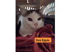 Dos Equis, Domestic Shorthair For Adoption In Kalamazoo, Michigan