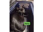 Harry, Domestic Shorthair For Adoption In Kalamazoo, Michigan