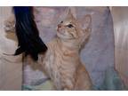 Butter Kitty Aka Hims, Domestic Shorthair For Adoption In Richardson, Texas