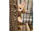 Aster (kit 1), Domestic Shorthair For Adoption In Penticton, British Columbia
