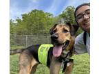 Kane, Labrador Retriever For Adoption In Madison, New Jersey