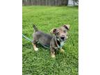 Bucket, Terrier (unknown Type, Small) For Adoption In Woodstock, Illinois
