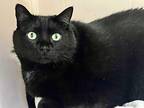 Commando, Domestic Shorthair For Adoption In Sebastian, Florida