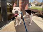 Beef Cake, American Staffordshire Terrier For Adoption In Fort Worth, Texas