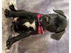 Dante, Terrier (unknown Type, Small) For Adoption In Lodi, California